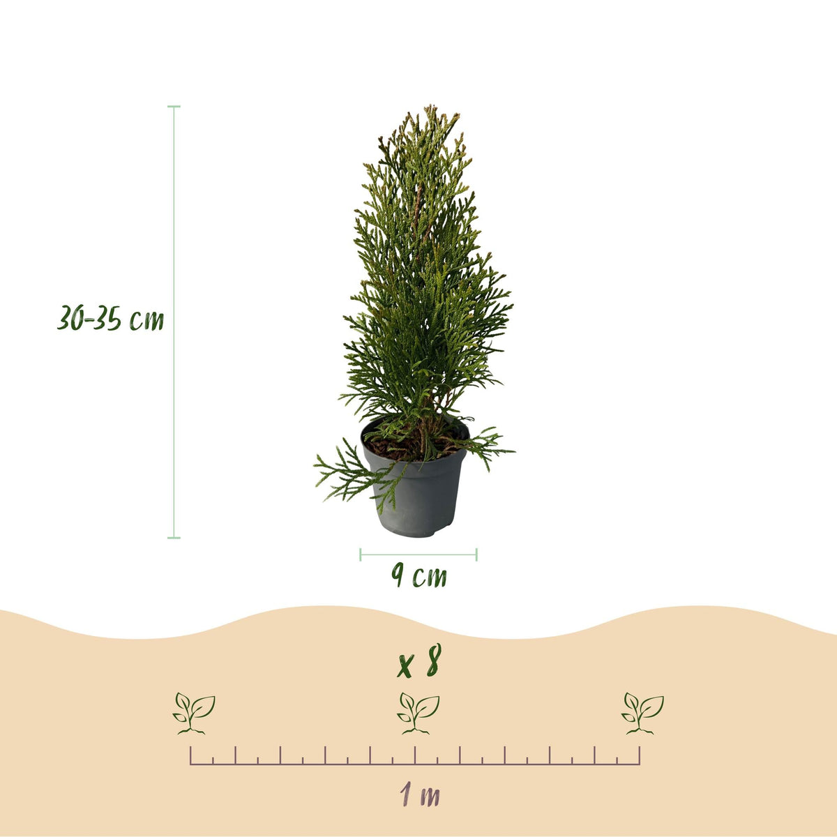 Lebensbaum Thuja occidentalis Smaragd – Immergrüne Heckenpflanze – 8 Pflanzen – 1 m – 9 cm Höhe 30–35 cm – Schnellwachsend & Pflegeleicht 