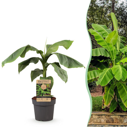 Japanische Faserbanane – Musa Basjoo – Winterharte Bananenpflanze – Ø21 cm – Höhe ca. 90 cm – Exotische Obstpflanze für Garten & Terrasse – Große grüne Blätter – Robust & dekorativ 