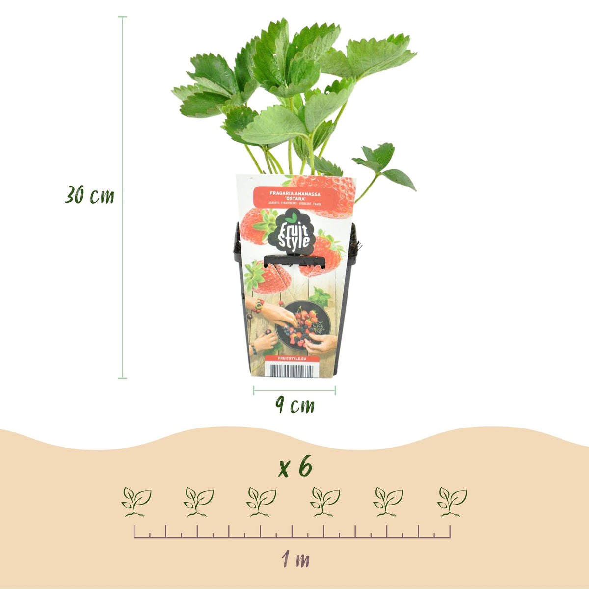 Erdbeere Fragaria Maxim winterhart Ø9cm Höhe30cm – Rote Erdbeere für Beet Balkon & Topf – Ansicht 13