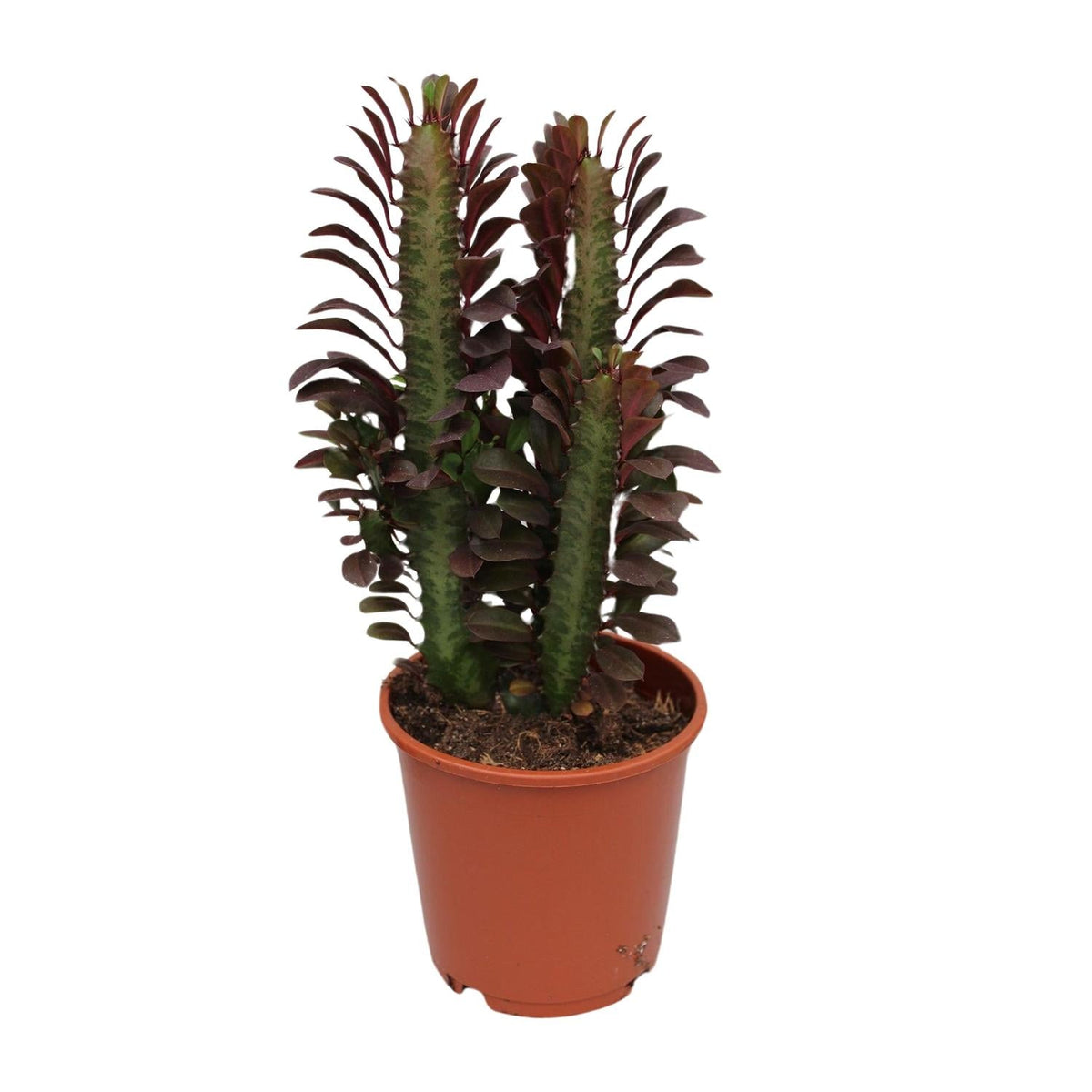 Euphorbia Trigona Rubra – Wolfsmilch – Zimmerpflanze – Ø12cm – ↕40cm – Rote Sukkulente – Pflegeleicht & robust – Für sonnige Innenbereiche 