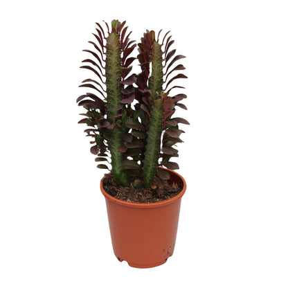 Euphorbia Trigona Rubra – Wolfsmilch – Zimmerpflanze – Ø12cm – ↕40cm – Rote Sukkulente – Pflegeleicht & robust – Für sonnige Innenbereiche 