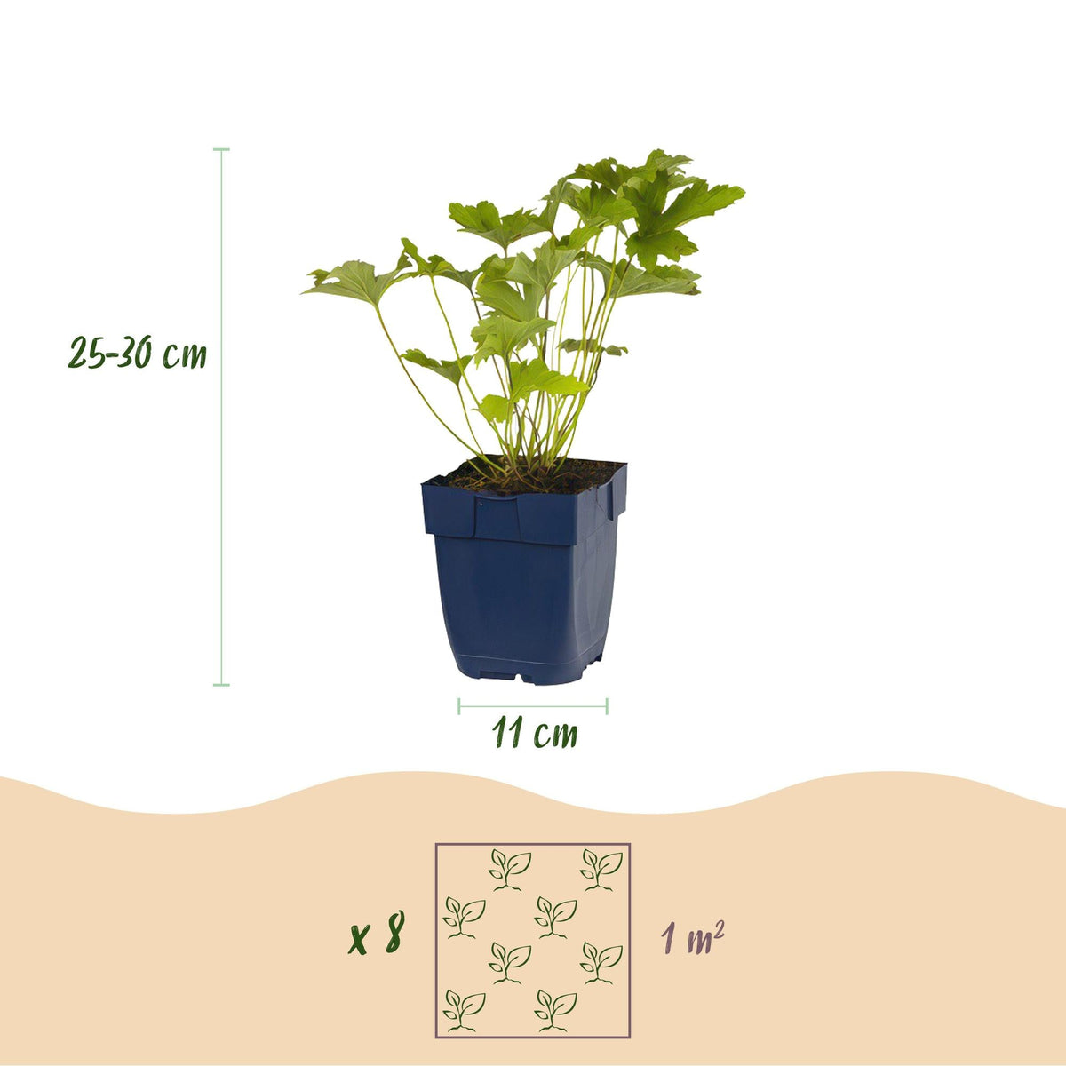 Staudenset – Weiß – 6 weiße Blühstauden – Für 1 m² Beet – Pflegeleicht – Eleganter Blütenteppich – Für sonnige Standorte – Ø11 cm