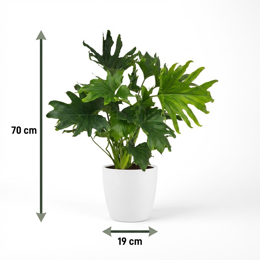 Green boutiQ - Zimmerpflanze - Philodendron - Philodendron Lickety Split - Grün - Pflegeleicht - 1 Pflanze - mit Potter Weiß - Topf 19cm - Höhe 70cm 