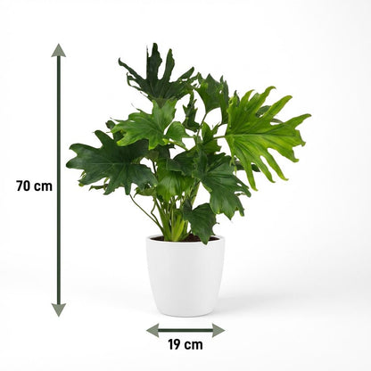 Green boutiQ - Zimmerpflanze - Philodendron - Philodendron Lickety Split - Grün - Pflegeleicht - 1 Pflanze - mit Potter Weiß - Topf 19cm - Höhe 70cm 