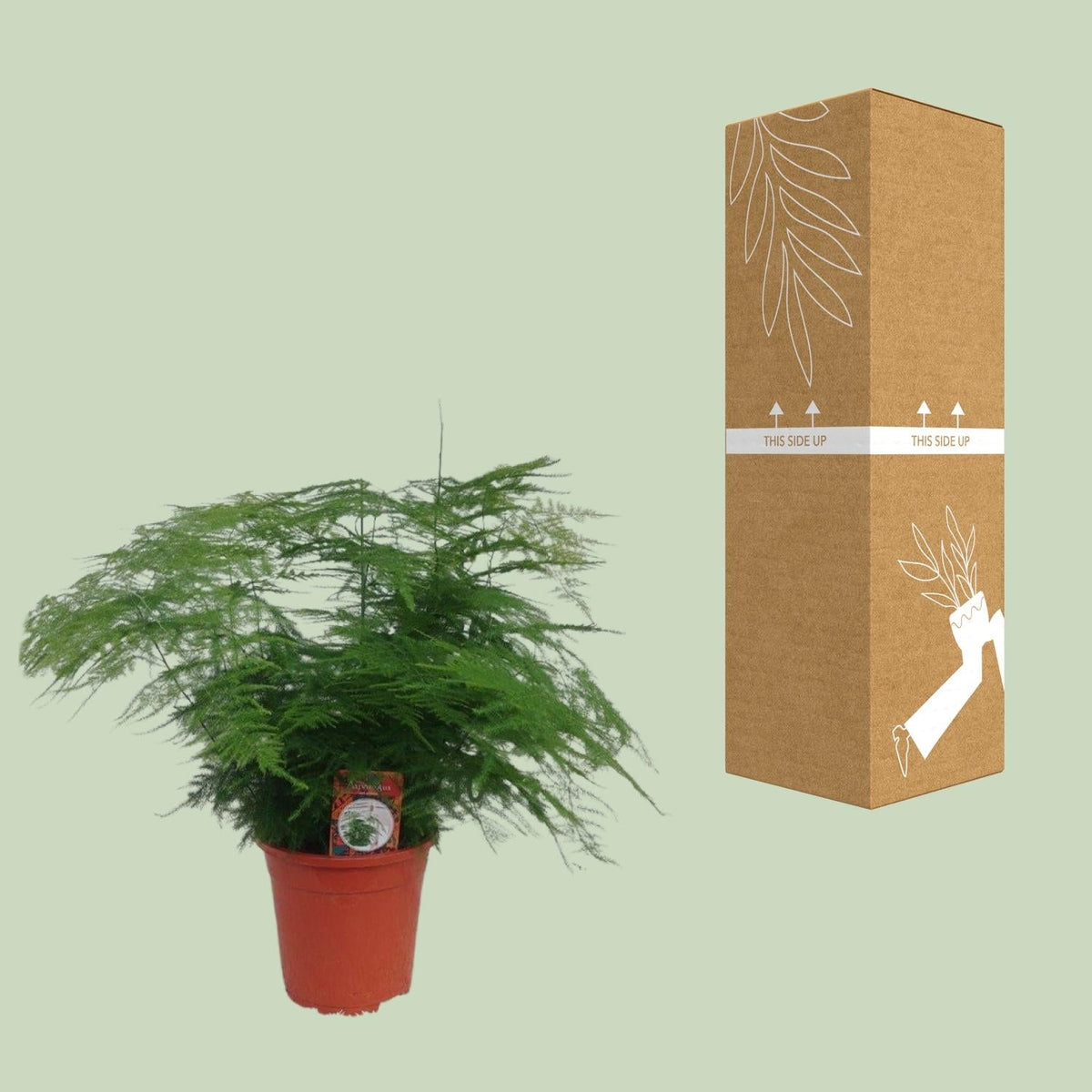 Asparagus Setaceus - Ø17cm - ↕45cm 