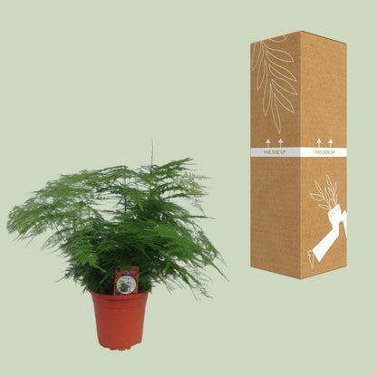 Asparagus Setaceus - Ø17cm - ↕45cm 