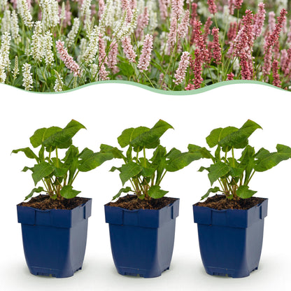 Knöterich 'Tricolour' – Persicaria 'Tricolour' – 6 Pflanzen – Topf Ø11cm