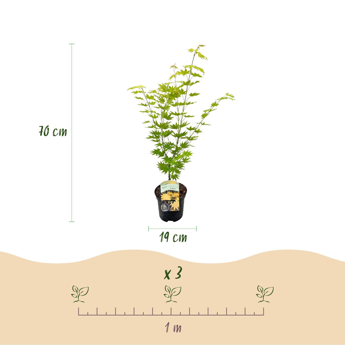 Japanischer Ahorn Acer palmatum 'Jordan' – Gelb-Grün – Balkon- & Gartenpflanze – Ø19 cm – Ca. 70 cm hoch – Kompakter Fächerahorn mit saisonalem Farbwechsel 