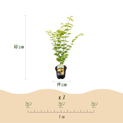 Japanischer Ahorn Acer palmatum 'Jordan' – Gelb-Grün – Balkon- & Gartenpflanze – Ø19 cm – Ca. 70 cm hoch – Kompakter Fächerahorn mit saisonalem Farbwechsel 