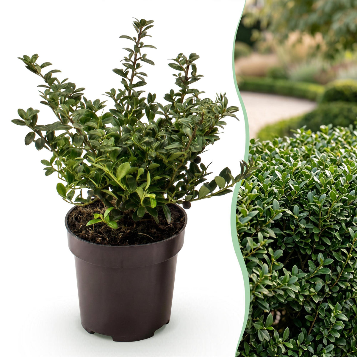 Japanische Stechpalme 'Stokes' – Ilex crenata 'Stokes' – 8 Heckenpflanzen – Topf Ø9cm – Höhe 20-30cm – Ansicht 3