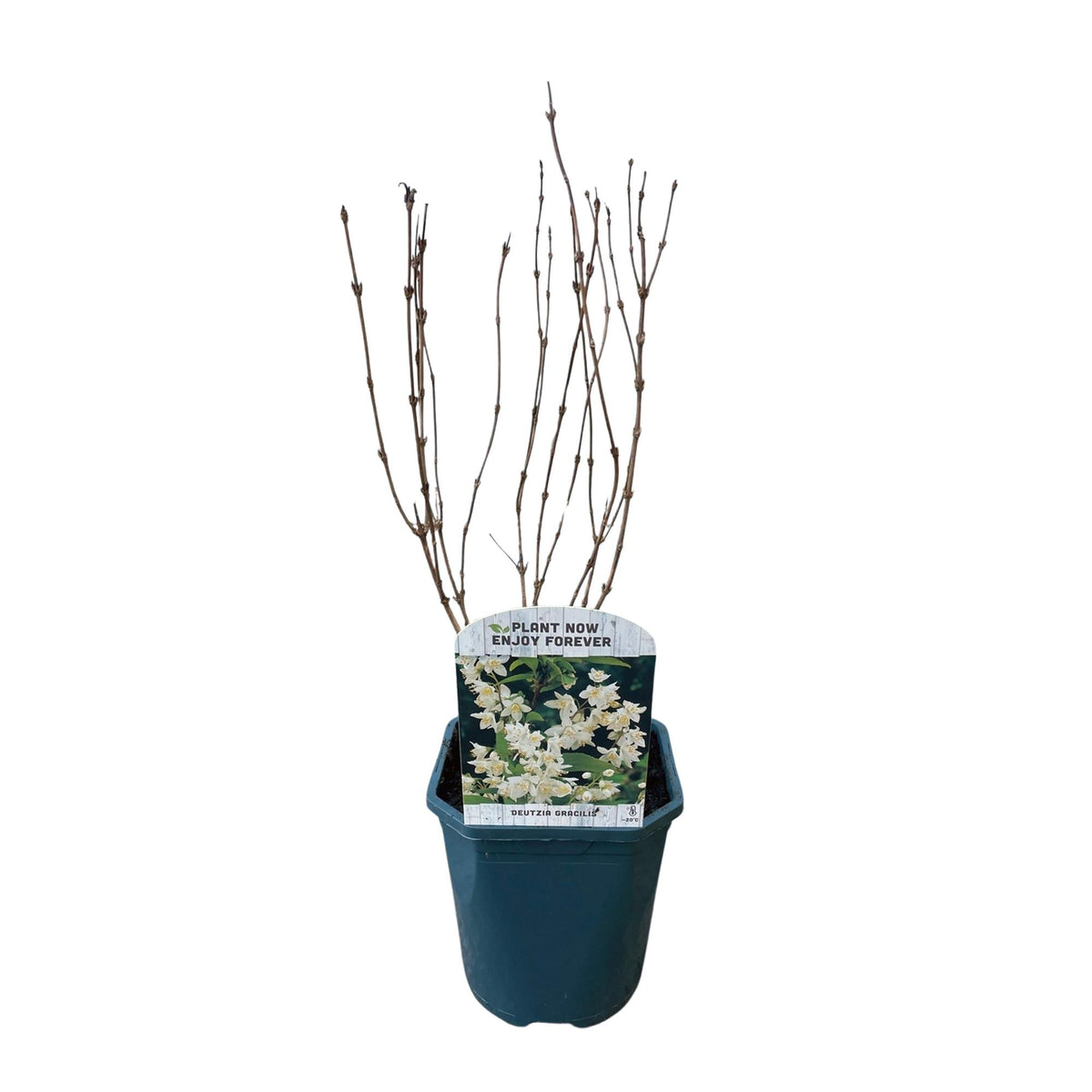 Deutzia Gracilis – Zierlicher Strauch – Blüte Weiß – Bienen- & Schmetterlingsfreundlich – 17 cm x H45 cm – pflegeleicht 