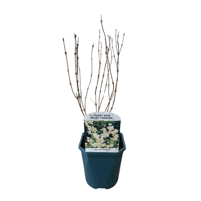 Deutzia Gracilis – Zierlicher Strauch – Blüte Weiß – Bienen- & Schmetterlingsfreundlich – 17 cm x H45 cm – pflegeleicht 