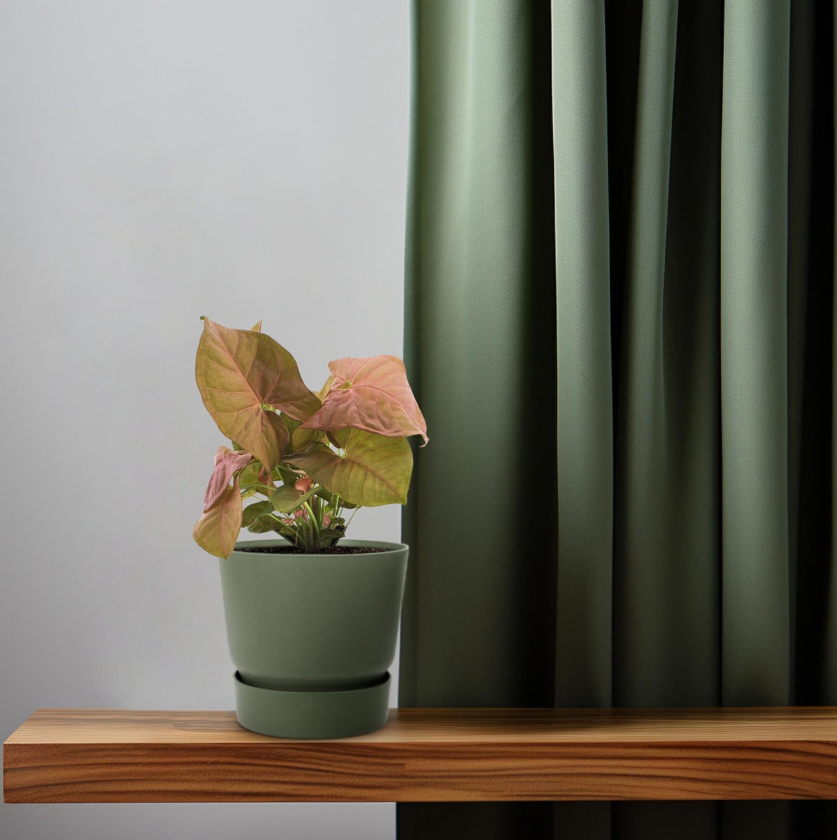 Purpurtute – Syngonium Neon – Pfeilspitzengewächs – Zimmerpflanze – Ø12 cm – ↕25 cm – Halbschatten – Pflegeleicht – Dekorativ 