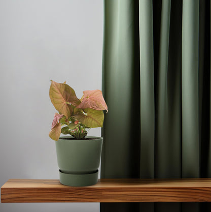 Purpurtute – Syngonium Neon – Pfeilspitzengewächs – Zimmerpflanze – Ø12 cm – ↕25 cm – Halbschatten – Pflegeleicht – Dekorativ 