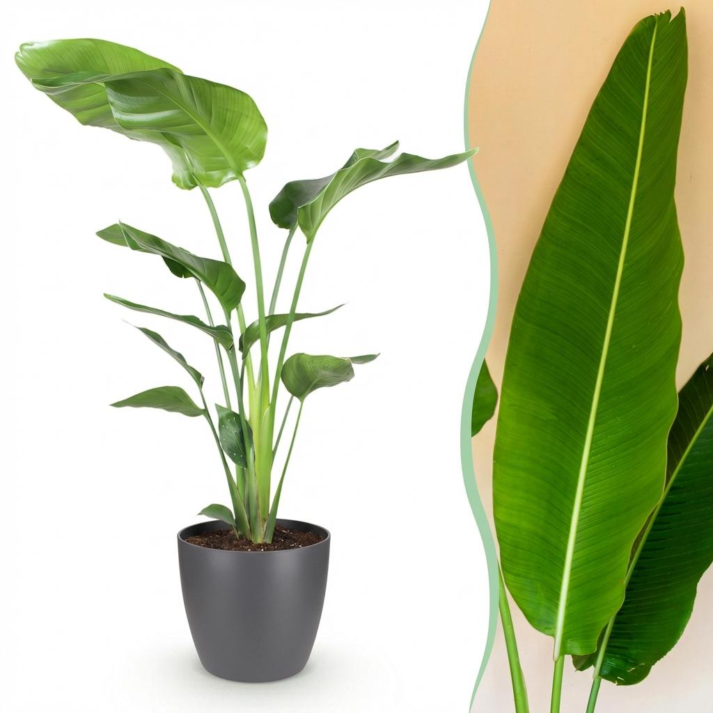 Green boutiQ - Zimmerpflanzen - Strelitzia Nicolai - Paradiesvogelblume - Geringer Pflegeaufwand - Grün - 1 Pflanze - mit Potter Grau - Topf 21cm - Höhe 110-120cm 