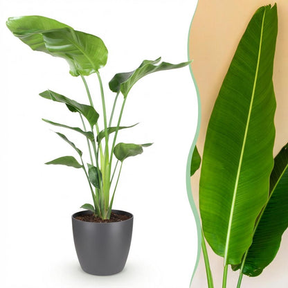 Green boutiQ - Zimmerpflanzen - Strelitzia Nicolai - Paradiesvogelblume - Geringer Pflegeaufwand - Grün - 1 Pflanze - mit Potter Grau - Topf 21cm - Höhe 110-120cm 