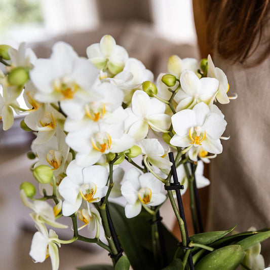 Phalaenopsis Orchidee Lausanne – Weiß – Ø12cm – 2–3 Zweige – Elegante Zimmerpflanze mit vielen Blüten – Für Wohnzimmer, Büro & Bad 