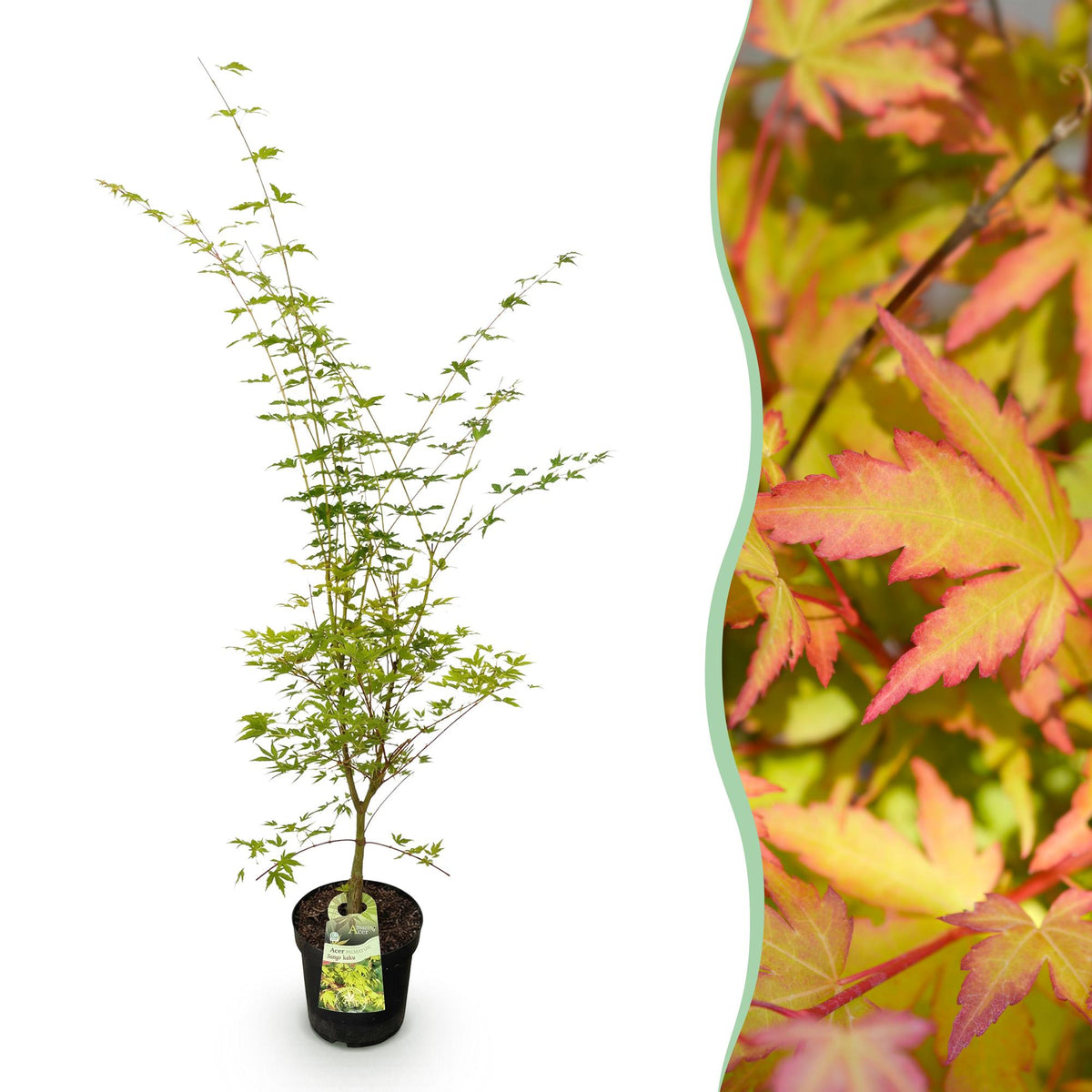 Green boutiQ - Gartenpflanze - Acer palmatum Sangokaku - Japanischer Ahorn - Laubabwerfend - Grün - 1 - Topf 26cm - Höhe 90cm 
