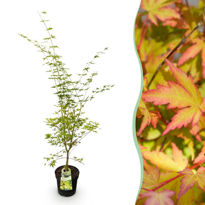 Green boutiQ - Gartenpflanze - Acer palmatum Sangokaku - Japanischer Ahorn - Laubabwerfend - Grün - 1 - Topf 26cm - Höhe 90cm 