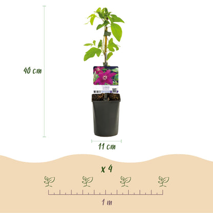 Kletterpflanze Clematis Westerplatte – Tiefviolette Blüten mit weißem Rand – 2 Pflanzen – 11 cm x H40 cm – Pflegeleicht & Robust – Ideal für Garten, Balkon & Pergolen 