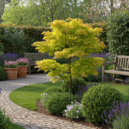 Japanischer Ahorn Acer palmatum 'Jordan' – Gelb-Grün – Balkon- & Gartenpflanze – Ø19 cm – Ca. 70 cm hoch – Kompakter Fächerahorn mit saisonalem Farbwechsel 