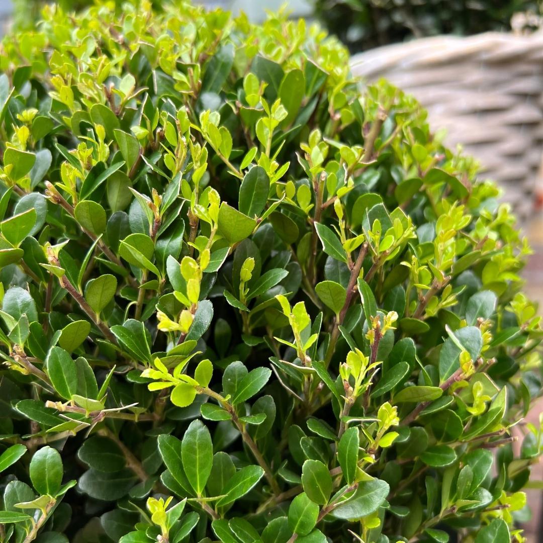 Ilex crenata 'Jenny' – Stechpalme Kugeln – Ø25cm – 2 Pflanzen – Buchsbaum-Alternative – Pflegeleichte & Winterharte Gartenpflanzen 