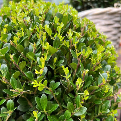 Ilex crenata 'Jenny' – Stechpalme Kugeln – Ø25cm – 2 Pflanzen – Buchsbaum-Alternative – Pflegeleichte & Winterharte Gartenpflanzen 