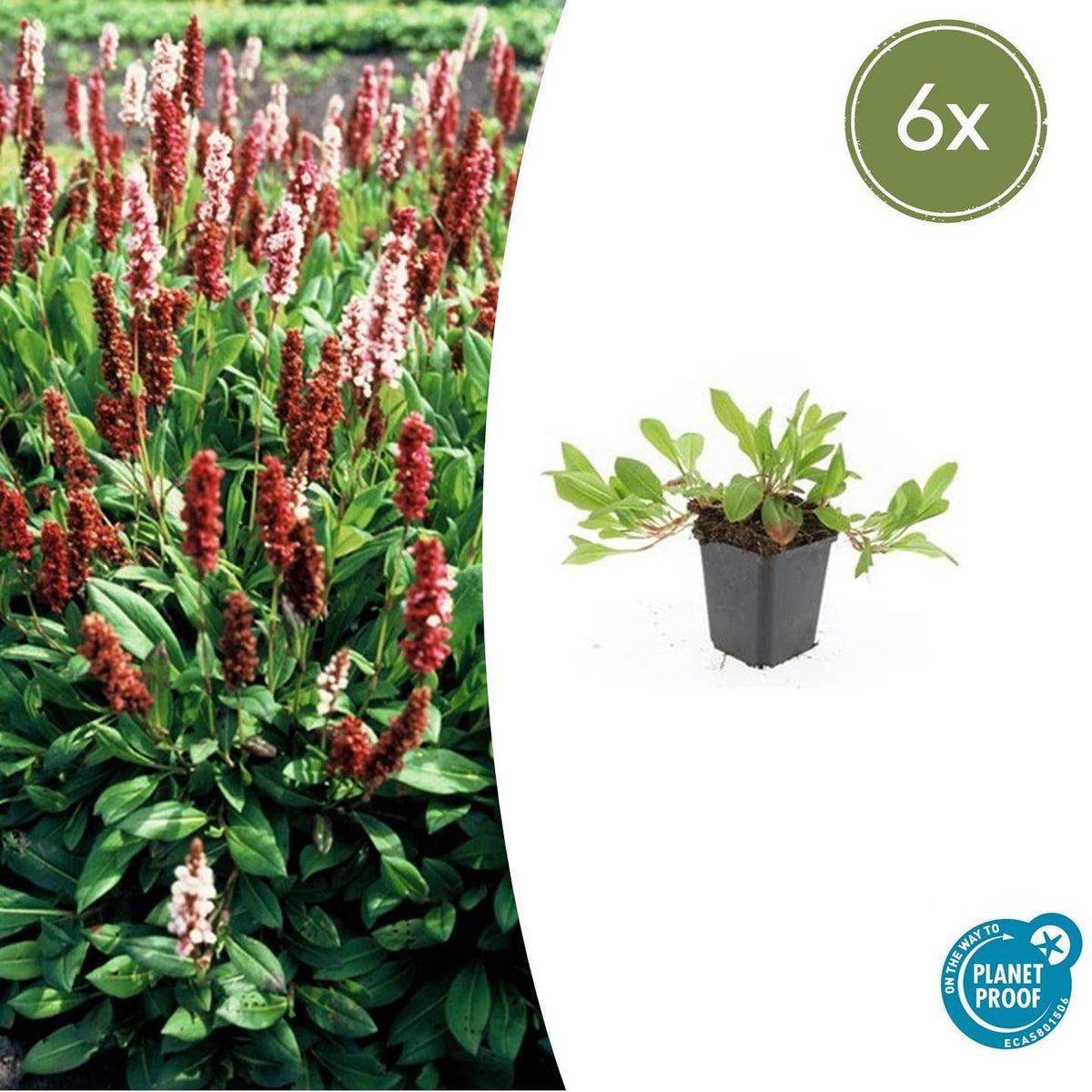 Schneckenknöterich Persicaria aff. 'Darjeeling Red' – ↕10-25cm – Ø9cm – 6 Pflanzen – Rotes Laub – Sonne & Halbschatten – Pflegeleichte Staude 
