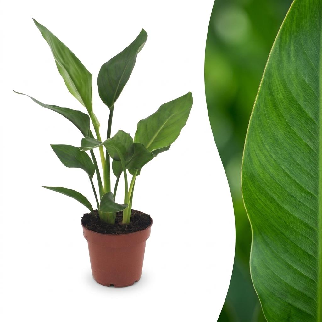 Paradiesvogelblume – Strelitzia reginae – Topf Ø12cm – Höhe 35cm – Dekorative Zimmerpflanze