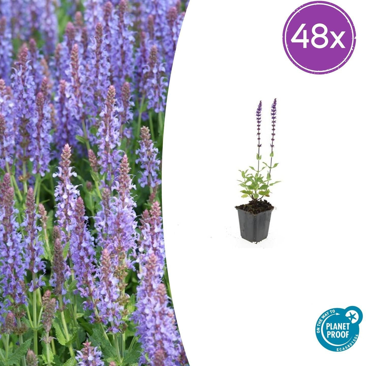Blüten Salbei Salvia nemorosa Caradonna – ↕10-25cm – Ø9cm – Tiefviolett – Bienenfreundlich – Pflegeleicht – Ansicht 21