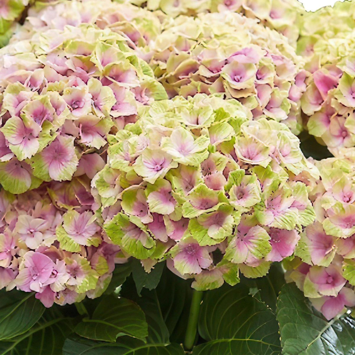 Hortensie Magical Jewel Pink – Hydrangea macrophylla – Rosa – Balkonpflanze – Im 23 cm Topf – Ca. 55 cm hoch – 6–10 Blüten – Für Balkon, Terrasse & Beet – Reichblühend & Farbakzent 