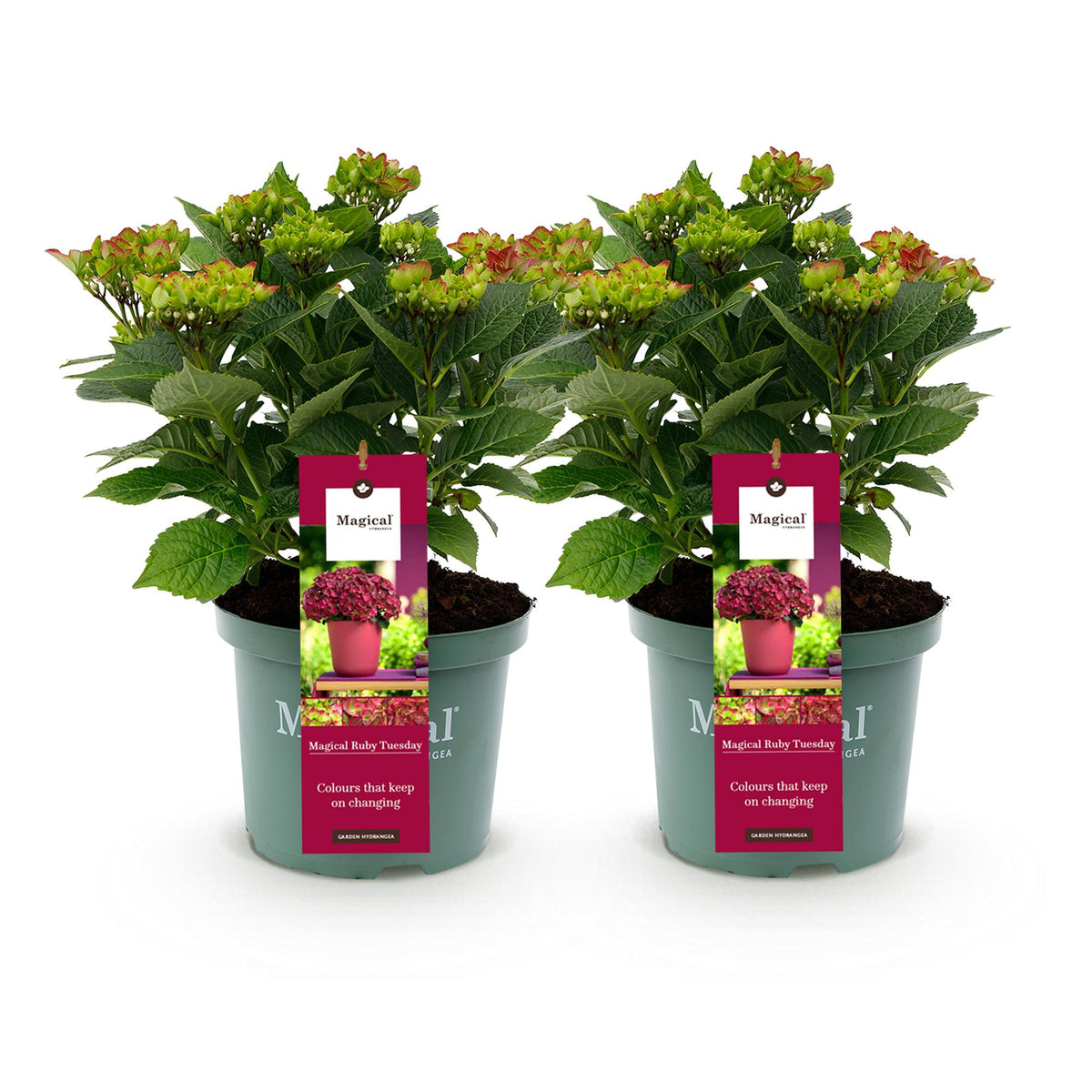 Hydrangea macrophylla Ruby Tuesday & Sapphire – Gartenhortensie – 2 Pflanzen - 23 cm – Höhe 55 cm – Rot und Blau – Balkonpflanze – 6-10 Blüten – Farbmix – Pflegeleicht 