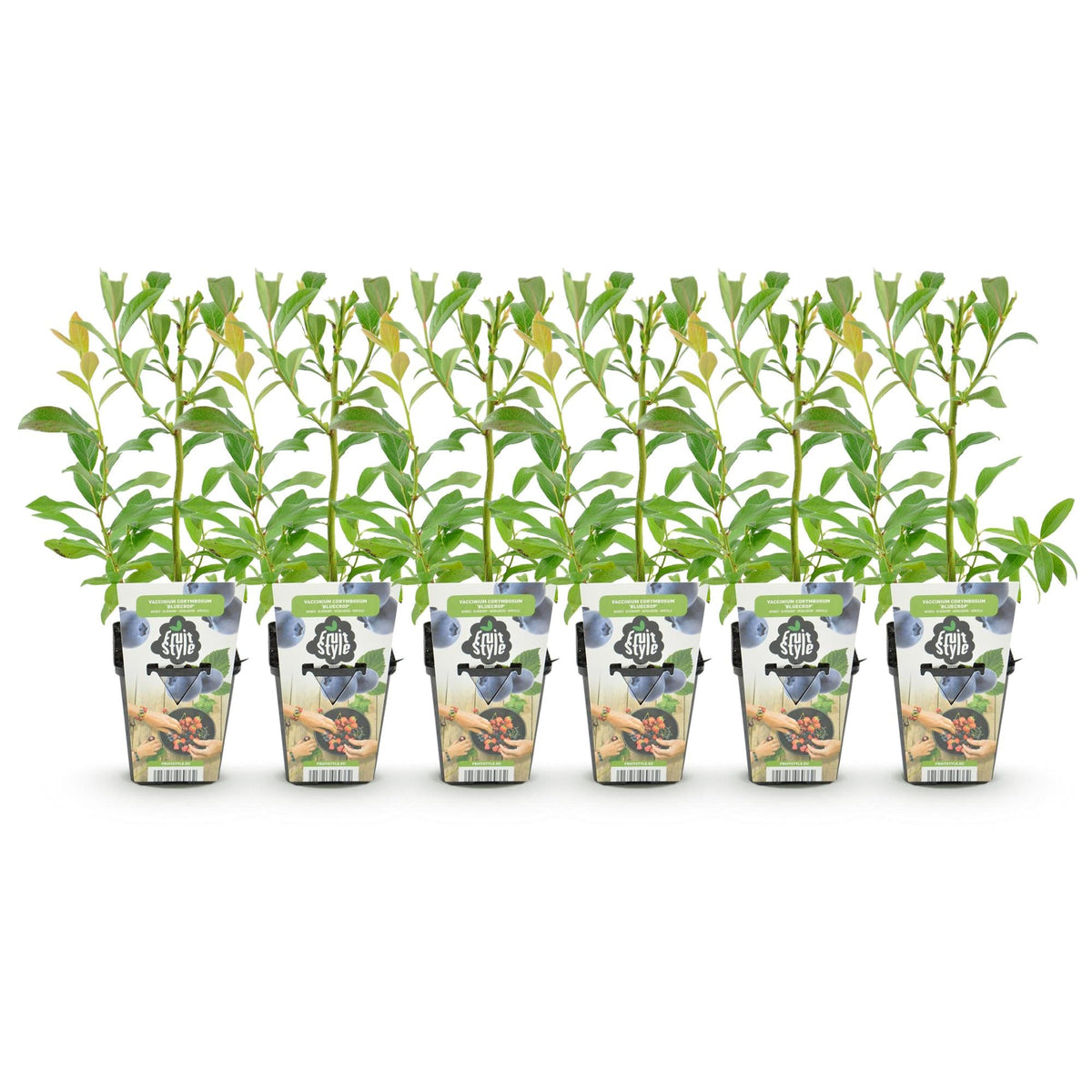 Blaubeere Vaccinium corymbosum Bluegold winterhart 3 Pflanzen Ø9cm Höhe 30cm – Aromatische Heidelbeere für Garten Balkon & Te