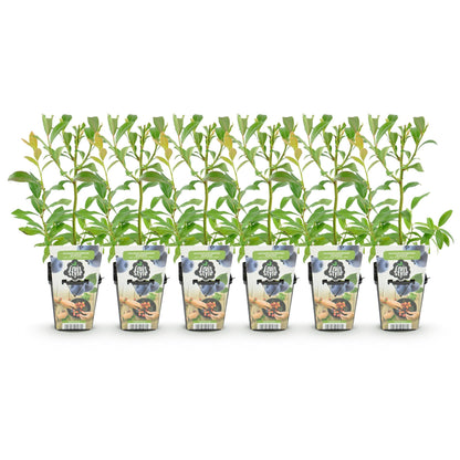 Blaubeere Vaccinium corymbosum Bluegold winterhart 3 Pflanzen Ø9cm Höhe 30cm – Aromatische Heidelbeere für Garten Balkon & Te
