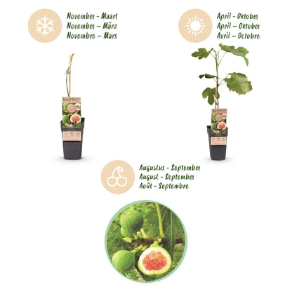 Green boutiQ - Fruit plant - Ficus carica Brown Turkey - Fig tree - Hardy - Green - Purple Fruit - 2 Plants - Pot 15cm - Height 50cm 