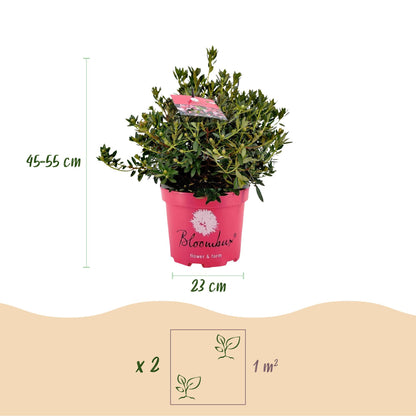 Green boutiQ - Zwerg-Rhododendron - Rhododendron Bloombux Magenta - Blühende Buxus - Wenig Pflege - Rosa Blüte - 2 Pflanzen - Topf 23cm - Höhe 45-55cm 