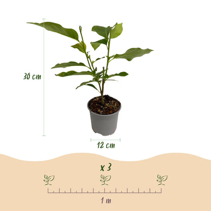 GreenboutiQ - Gartenpflanze - Magnolia soulangeana - Blüte Rosa - 1 Pflanze - Laubabwerfend - Wenig Pflege - Topf 12cm Höhe 30cm 