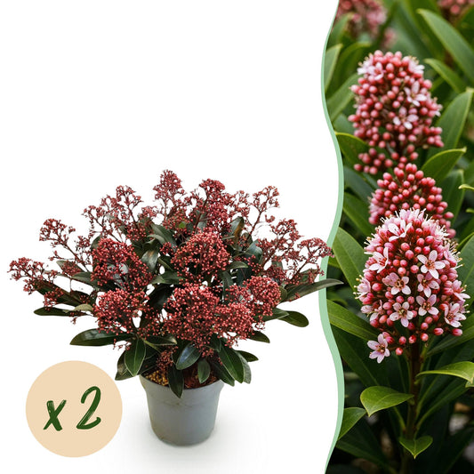 GreenboutiQ - Terrassenpflanze - Skimmia japonica Rubella - Blüte Rot - 15+ Blumen - 2 Pflanzen - Winterhart - Topf 15cm Höhe 30cm 