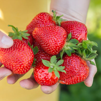 GreenboutiQ - Obstpflanzen - Erdbeere - Fragaria Maxim - Winterhart - 3 Pflanzen - Topf 9 cm - Rote Erdbeere 