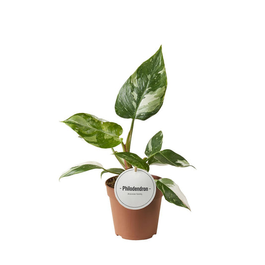 Philodendron White Princess – Zimmerpflanze – Rarität mit weißer Panaschierung – Ø12cm – Höhe ca. 30cm – Tropische Seltenheit – Pflegeleicht & dekorativ 
