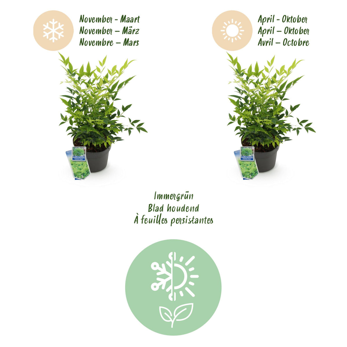 GreenboutiQ - Gartenpflanze - Nandina Duo - Gelb & Rot - 2 Pflanzen - Immergrün - Pflegeleicht - Topf 17cm Höhe 45cm 