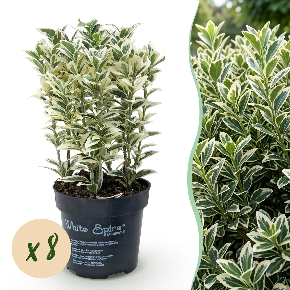 Spindelstrauch 'White Spire' – Euonymus japonicus 'White Spire' – 8 Heckenpflanzen – Topf Ø9cm