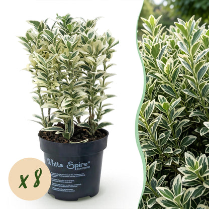 Spindelstrauch 'White Spire' – Euonymus japonicus 'White Spire' – 8 Heckenpflanzen – Topf Ø9cm