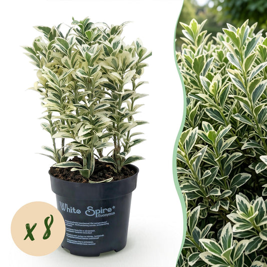 Spindelstrauch 'White Spire' – Euonymus japonicus 'White Spire' – 8 Heckenpflanzen – Topf Ø9cm
