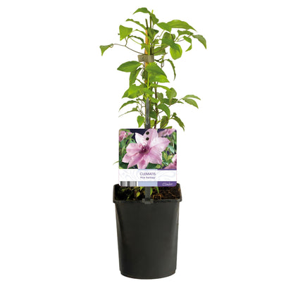 Kletterpflanze Clematis Pink Fantasy – Rosa Blüten – Wenig Pflege – 2 Pflanzen – 11 cm Höhe 40 cm – Für Garten, Terrasse & Pergolen 