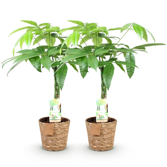 Pachira Aquatica Geflochtener Stamm – Glückskastanie – 2 Pflanzen im Korb – Höhe ca.60–70cm – Pflegeleichte Zimmerpflanze – Grün – Ideal für Wohnzimmer Büro 