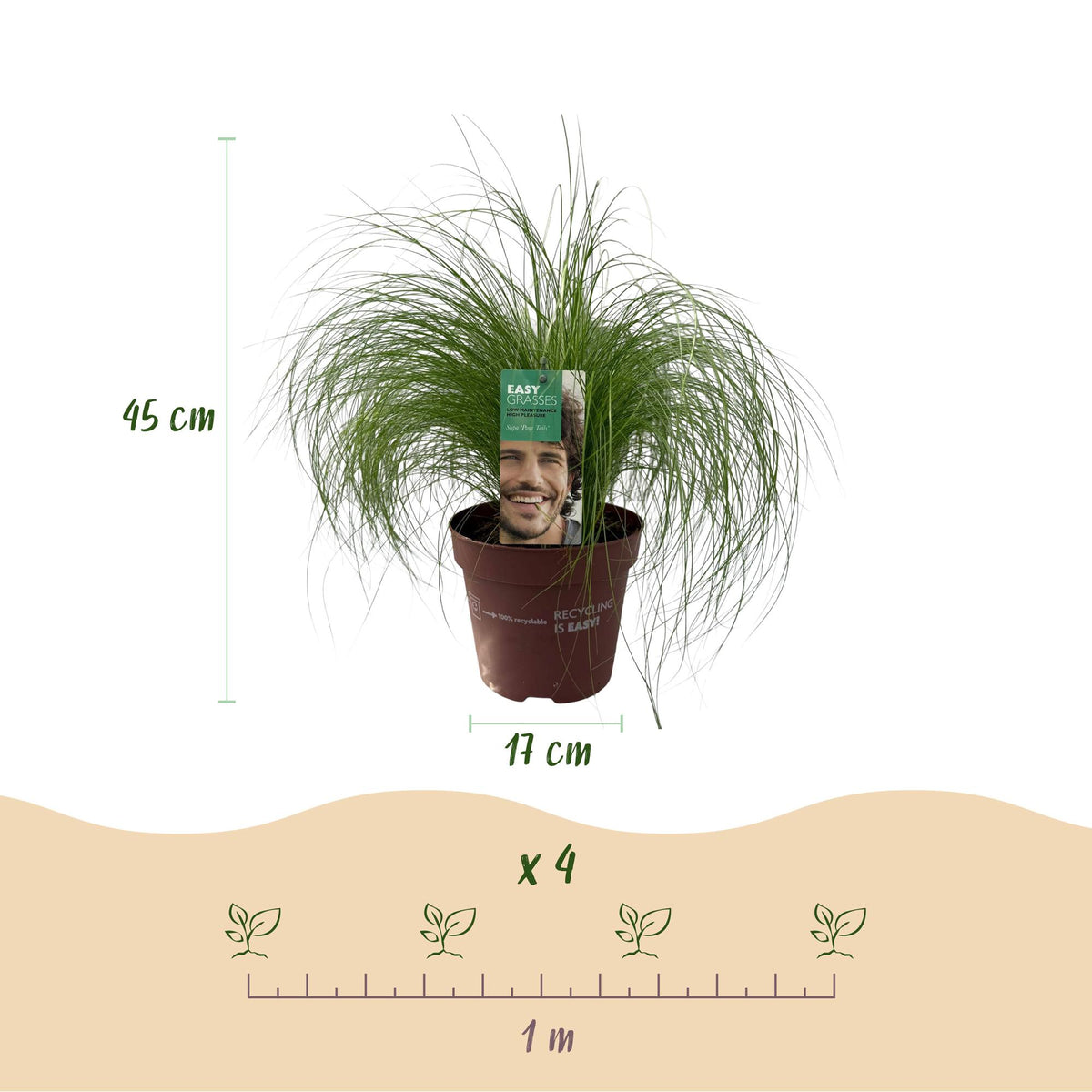 GreenboutiQ - Ziergräser - Stipa tenuifolia Pony Tails - Grün - 1 Pflanze - Immergrün - Winterhart - Topf 17cm Höhe 50cm 