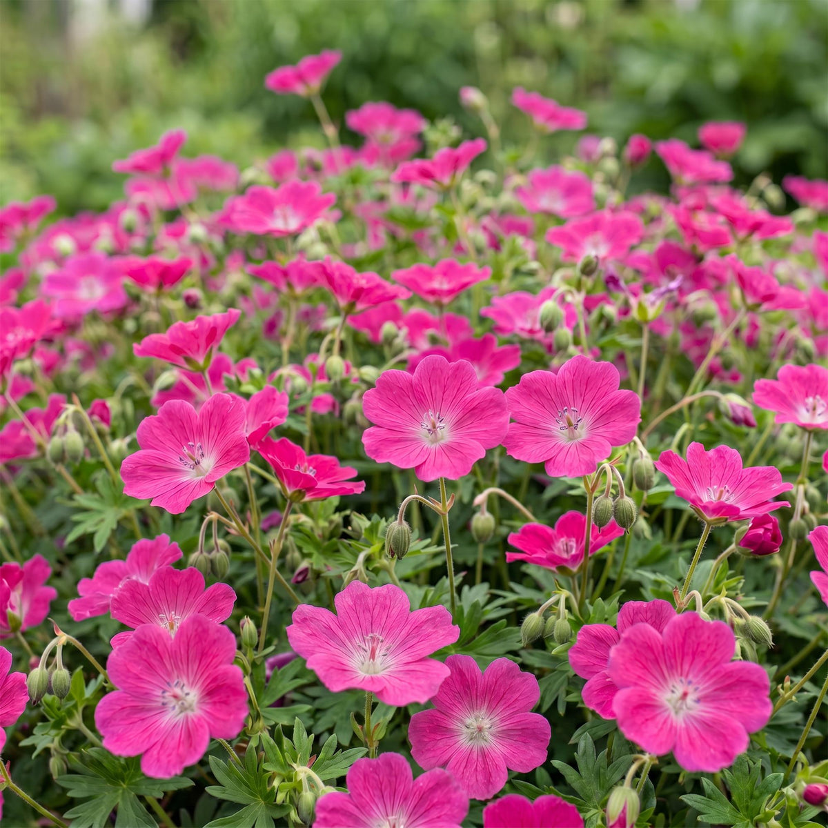 Storchschnabel 'Max Frei' – Geranium sanguineum 'Max Frei' – 3 Pflanzen – Topf Ø11cm – Ansicht 5