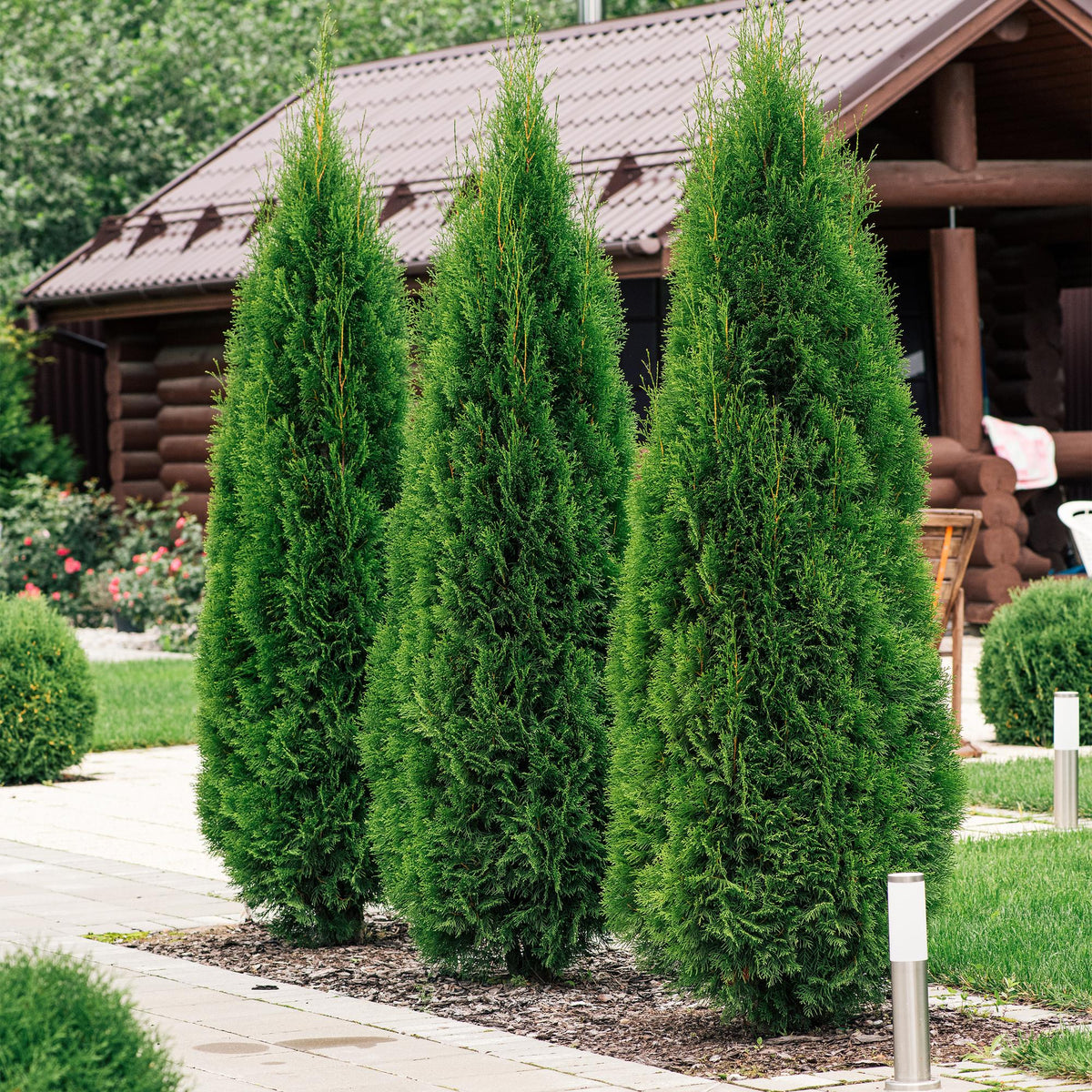 Lebensbaum Thuja occidentalis Smaragd – Immergrüne Heckenpflanze – 8 Pflanzen – 1 m – 9 cm Höhe 30–35 cm – Schnellwachsend & Pflegeleicht 