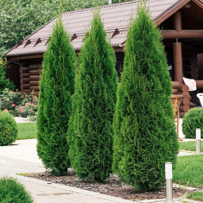 Lebensbaum Thuja occidentalis Smaragd – Immergrüne Heckenpflanze – 8 Pflanzen – 1 m – 9 cm Höhe 30–35 cm – Schnellwachsend & Pflegeleicht 